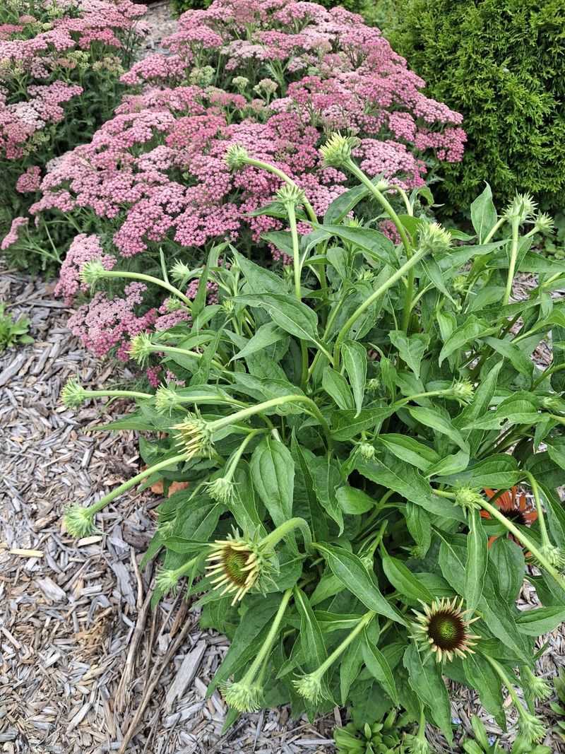 Extra Fertilizer Turns Sturdy Stems Floppy