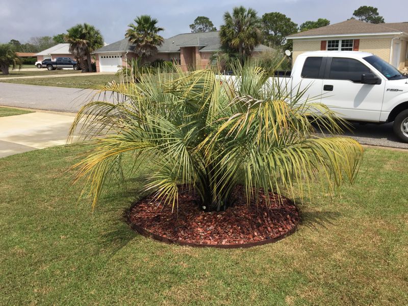 Extra Nitrogen Pushes Growth Without The Potassium To Support It Extra Nitrogen Pushes Growth Without The Potassium To Support It