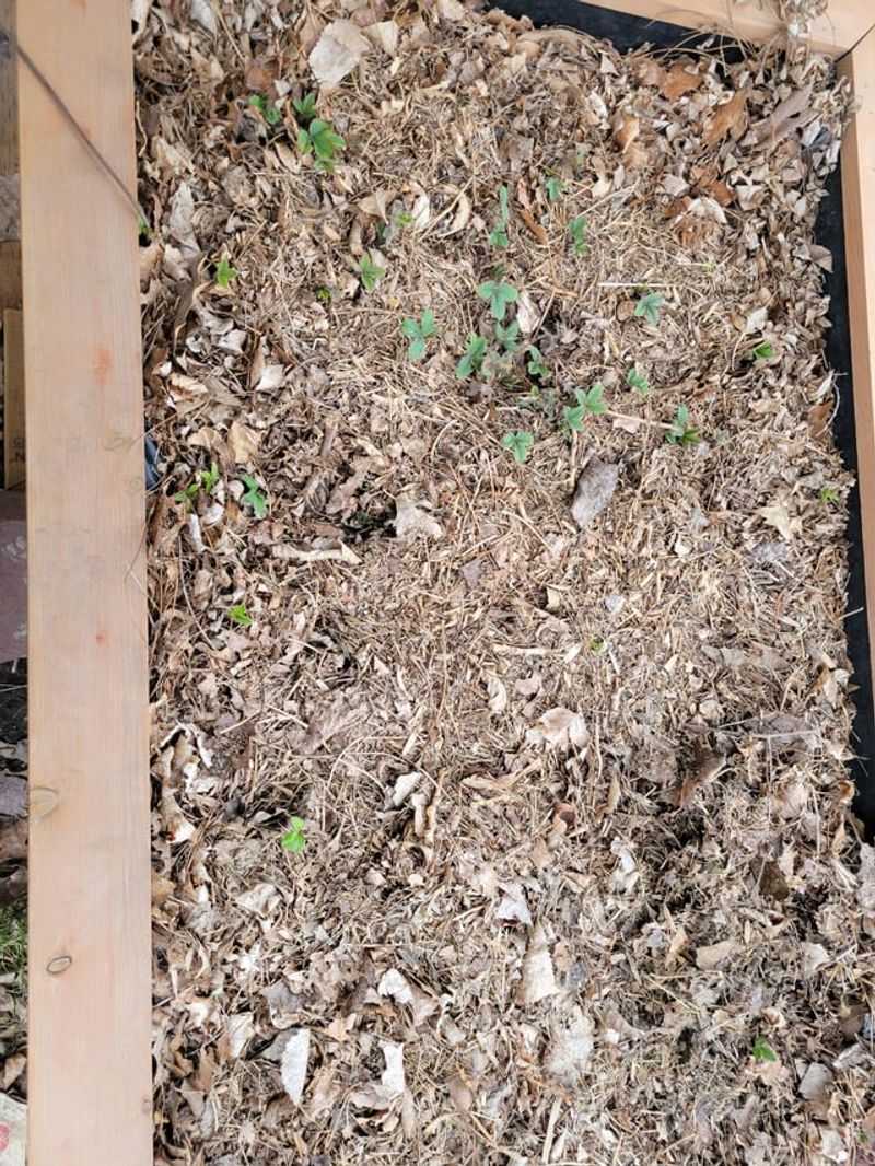 Extra Shredded Leaves Become Free Garden Mulch Extra Shredded Leaves Become Free Garden Mulch