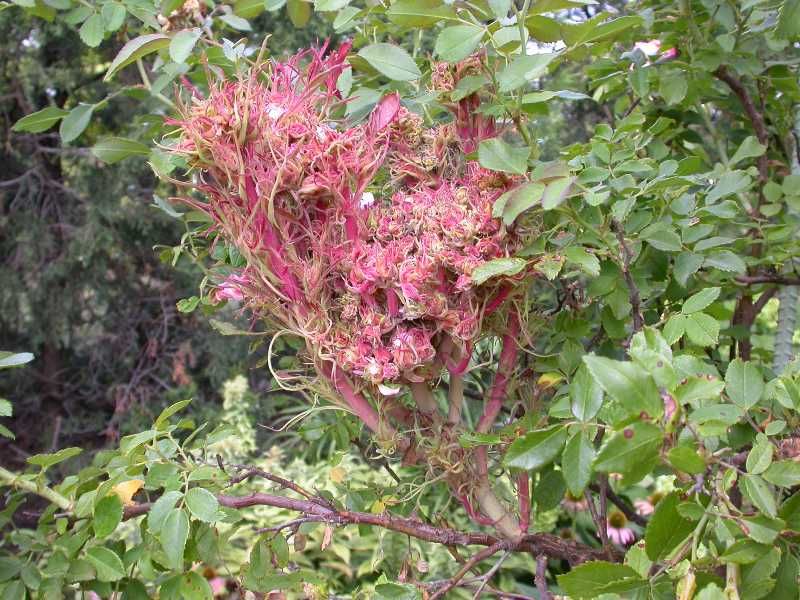 Extra Thorns And Distorted Blooms Help Confirm The Diagnosis