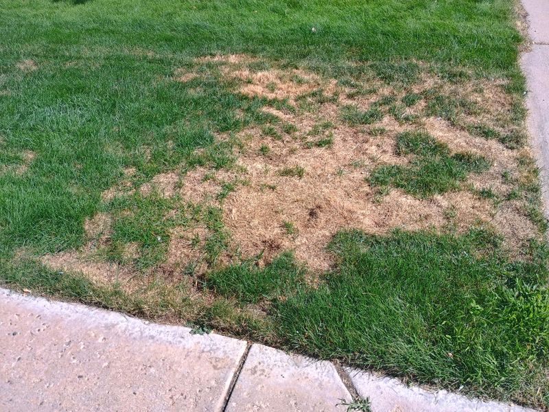 Extra Water Rarely Fixes This Kind Of Brown Patch Extra Water Rarely Fixes This Kind Of Brown Patch