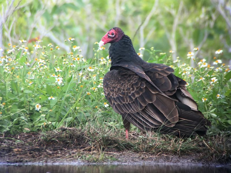 FWC Says Pyrotechnics Can Scare Off Destructive Birds FWC Says Pyrotechnics Can Scare Off Destructive Birds