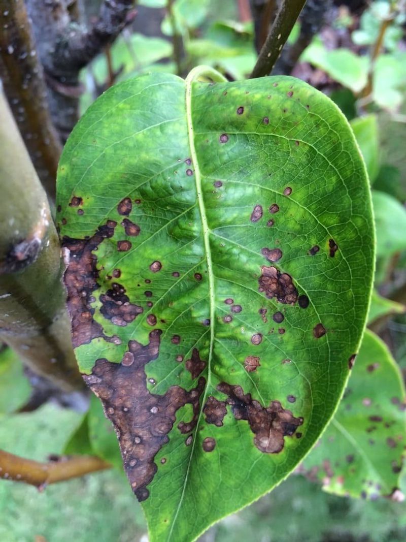 Fabraea Leaf Spot Also Overwinters In Leaves