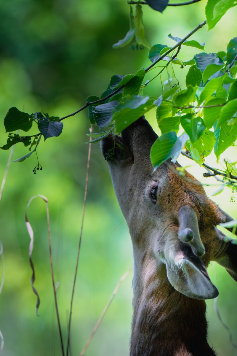 Fading Acorns And Browse Send Hungry Deer Toward Garden Shrubs