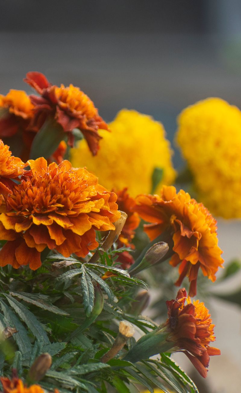 Fading Marigolds Still Have Plenty Of Orange To Give