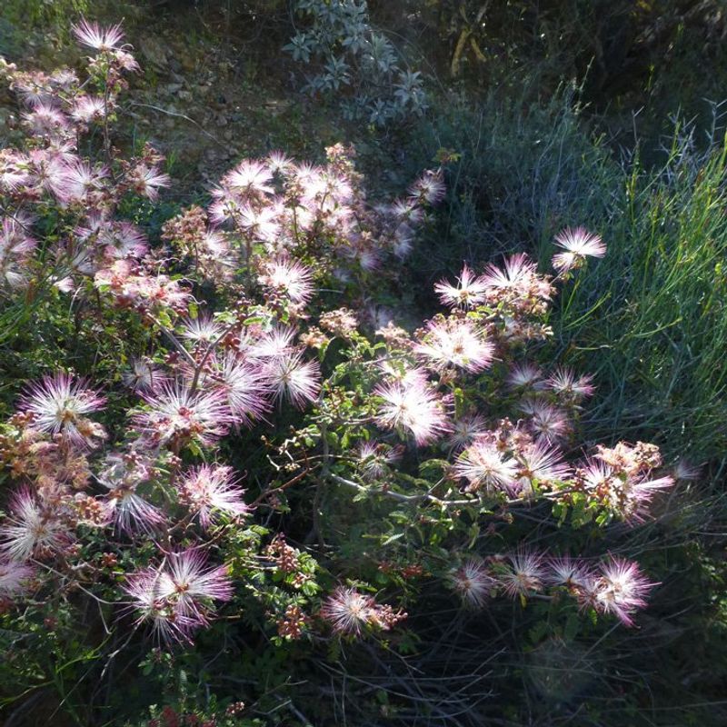 Fairy Duster