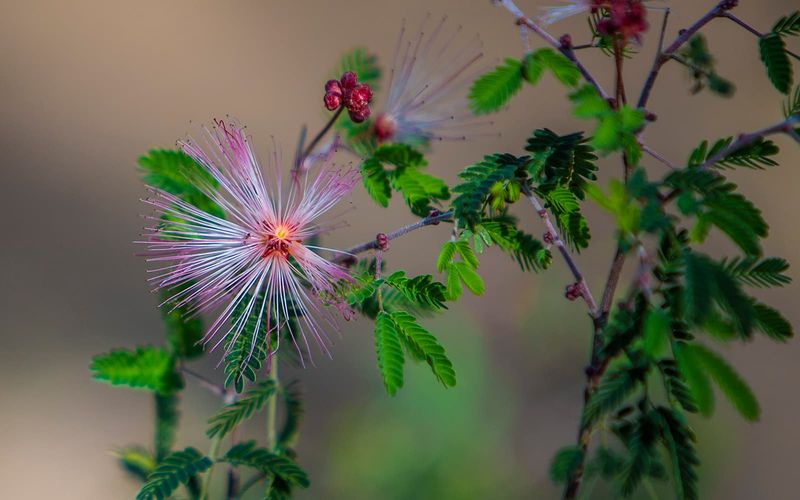 Fairy Duster Fairy Duster
