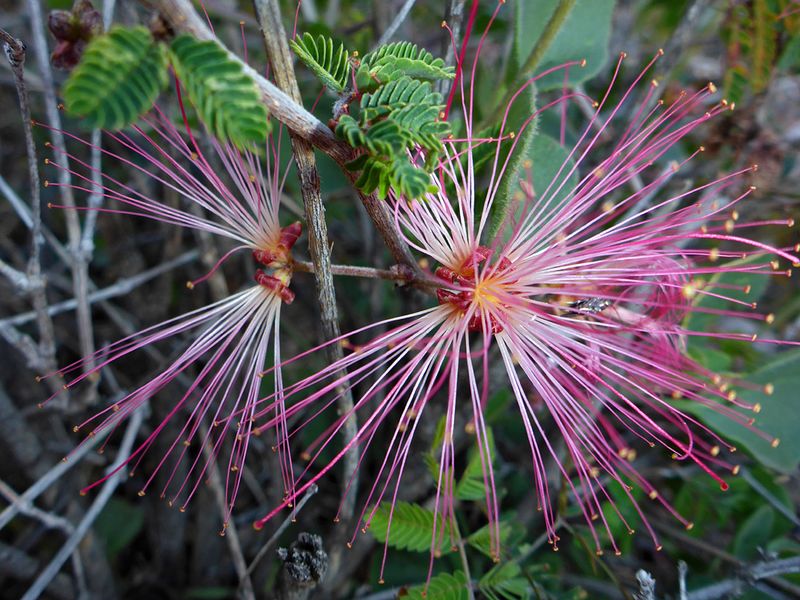 Fairy Duster Fairy Duster