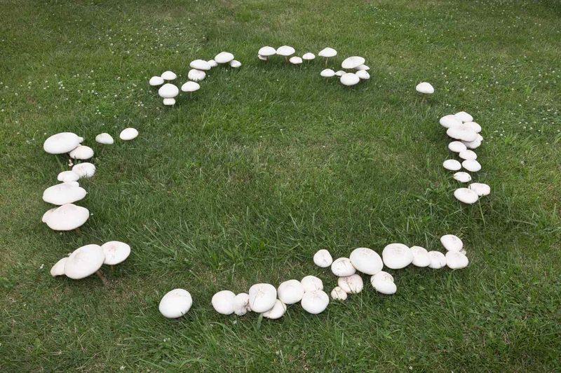 Fairy Rings Come In Three Types