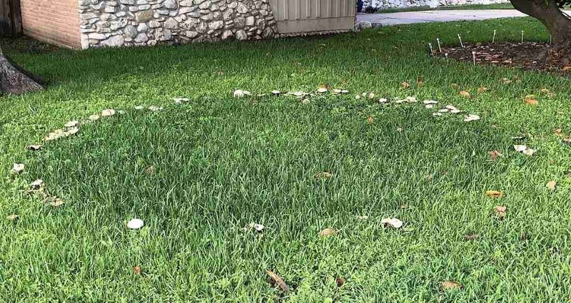 Fairy Rings Mark A Fungus Spreading Outward Fairy Rings Mark A Fungus Spreading Outward