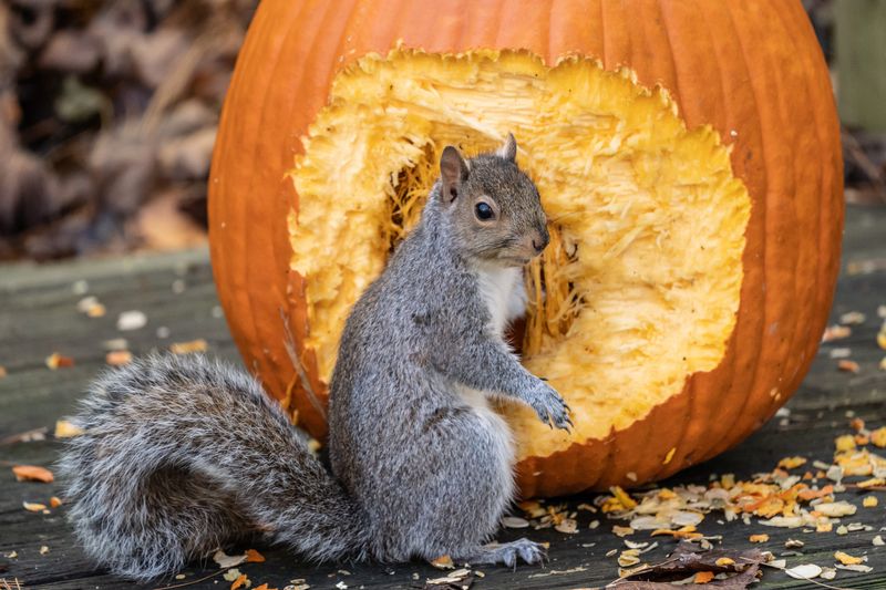 Fake Pumpkins Fool Critters Every Time Fake Pumpkins Fool Critters Every Time