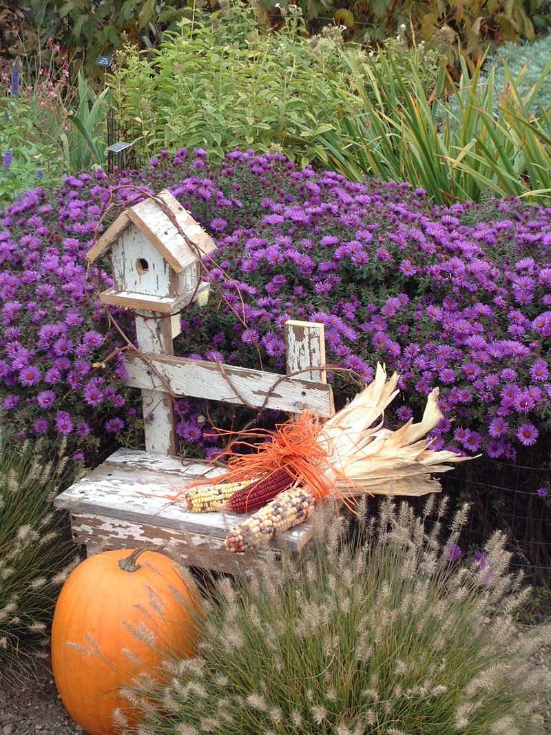 Fall Aster Adds Purple Punch