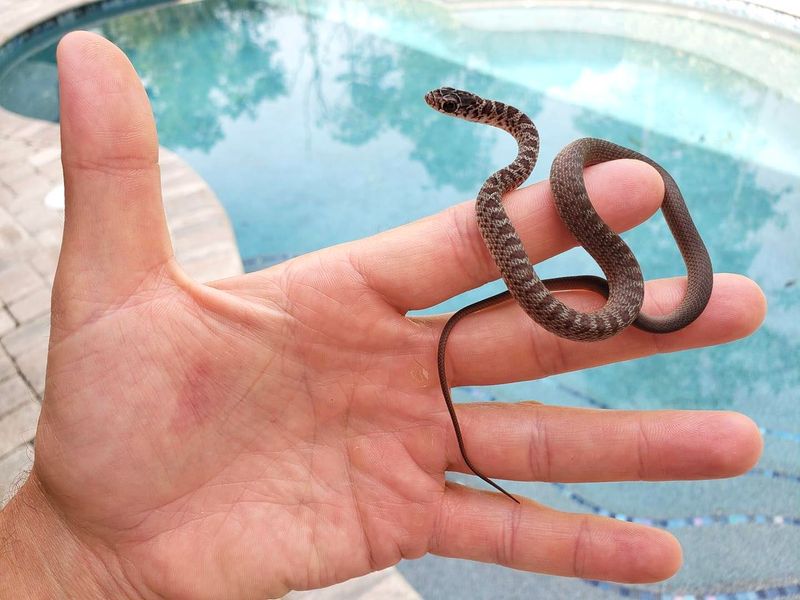 Fall Baby Snakes Hatch Across Florida Yards Fall Baby Snakes Hatch Across Florida Yards