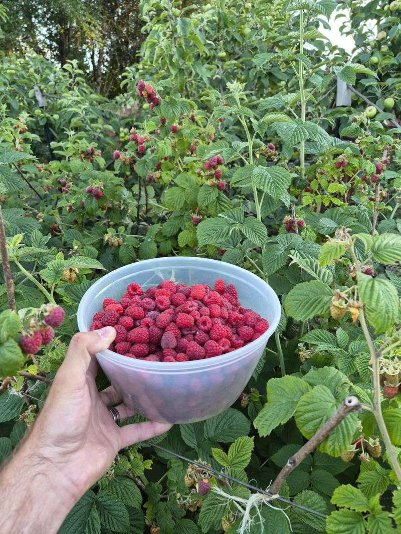 Fall-Bearing Varieties Ripen Their Main Crop As Summer Fades Fall-Bearing Varieties Ripen Their Main Crop As Summer Fades