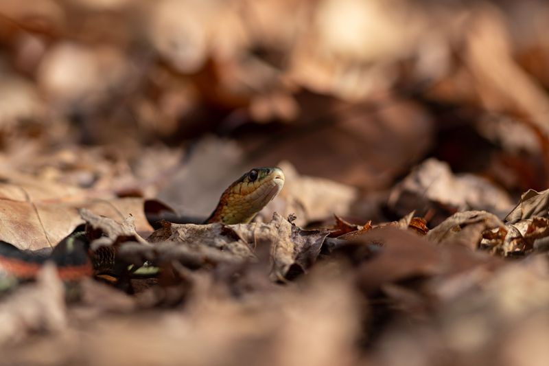 Fall Birth Season Brings More Young Snakes Fall Birth Season Brings More Young Snakes
