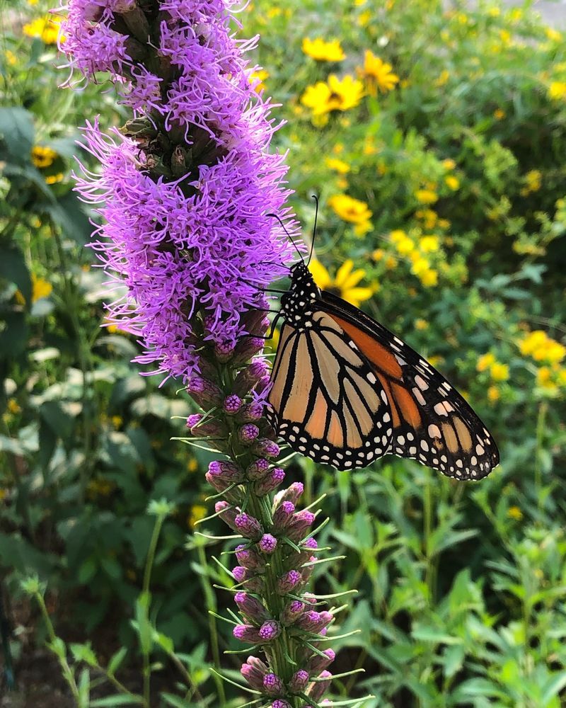 Fall Blooms For Migrating Monarchs Fall Blooms For Migrating Monarchs