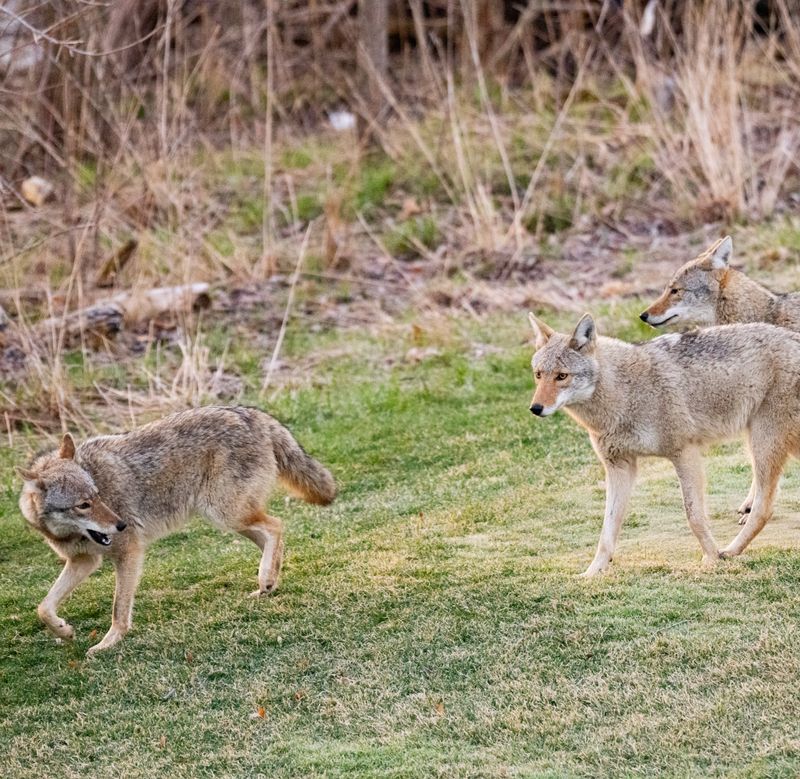 Fall Brings Changes In How Coyote Families Move And Communicate