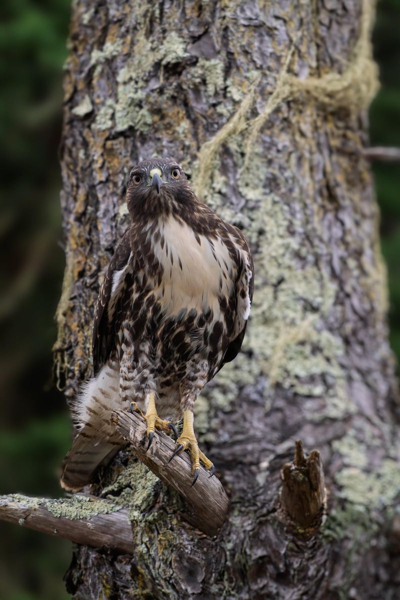 Fall Brings Migrants And Young Dispersers