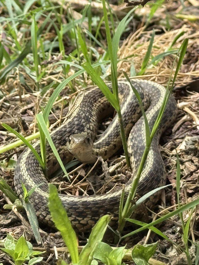 Fall Brings More Midday Snake Sightings