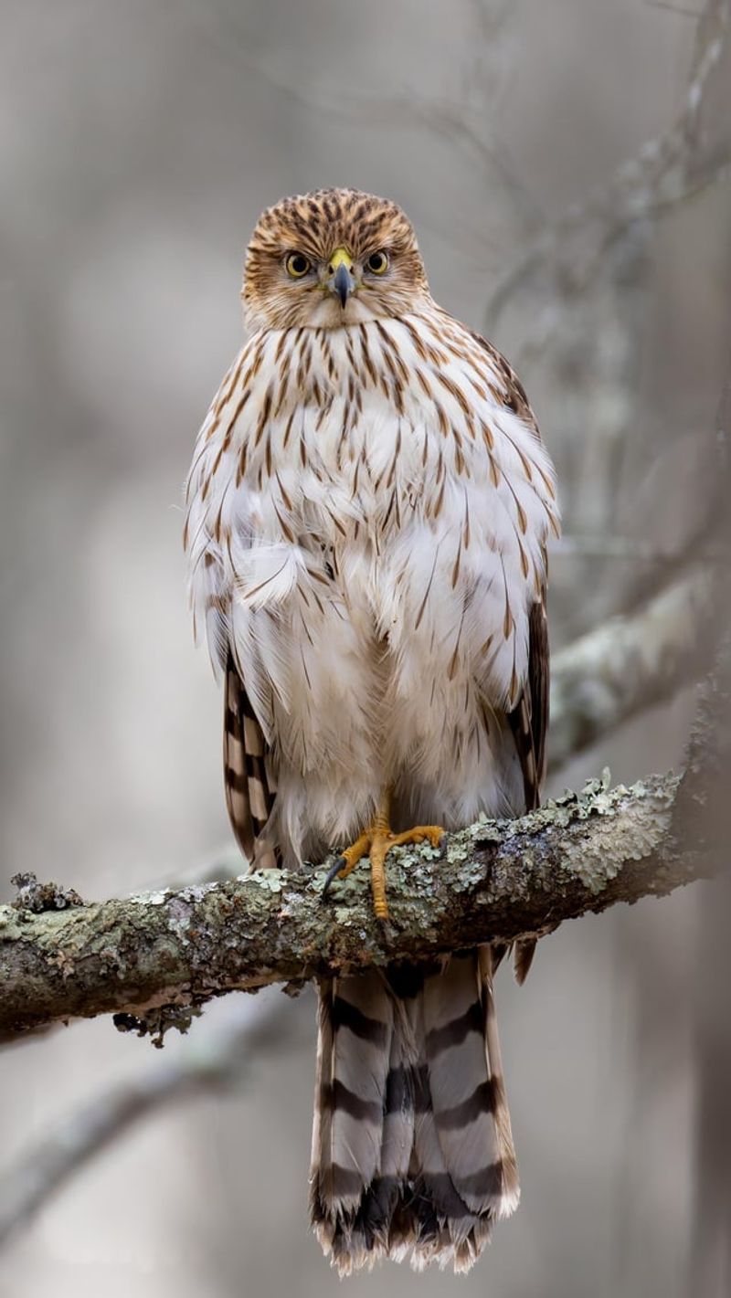 Fall Brings Young And Migrating Hawks Fall Brings Young And Migrating Hawks