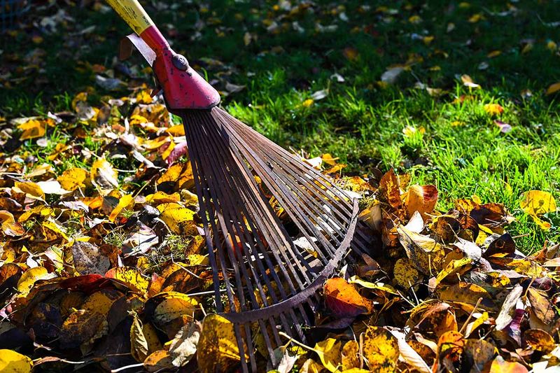 Fall Cleanup Reduces Next Year's Disease