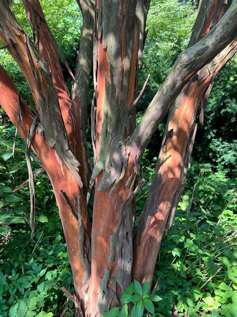 Fall Color And Peeling Bark Add Interest