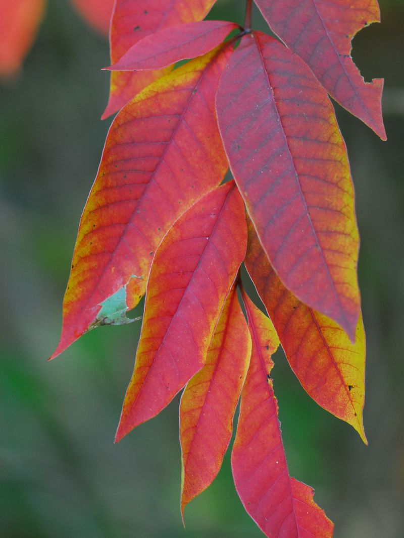 Fall Color Makes It Deceptively Beautiful