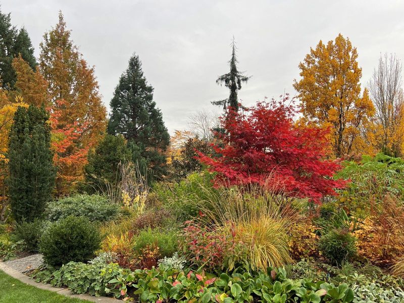 Fall Color Stretched Longer Across Oregon Yards Fall Color Stretched Longer Across Oregon Yards