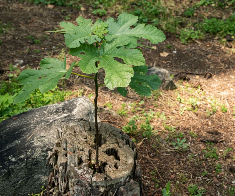 Fall Cuts Can Chip Away At A Fig's Built-In Cold Hardiness
