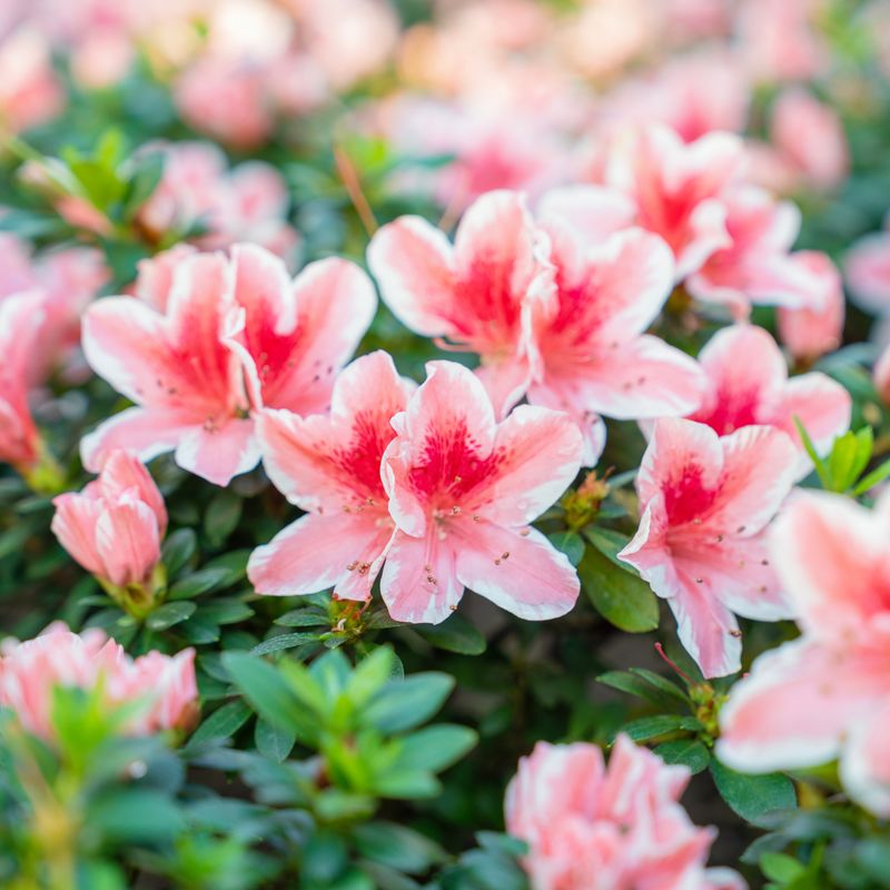 Fall Cuts Steal Next Spring’s Azalea Blooms