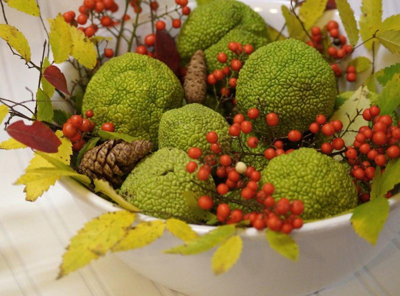 Fall Decor And Smarter Spider Prevention Fall Decor And Smarter Spider Prevention