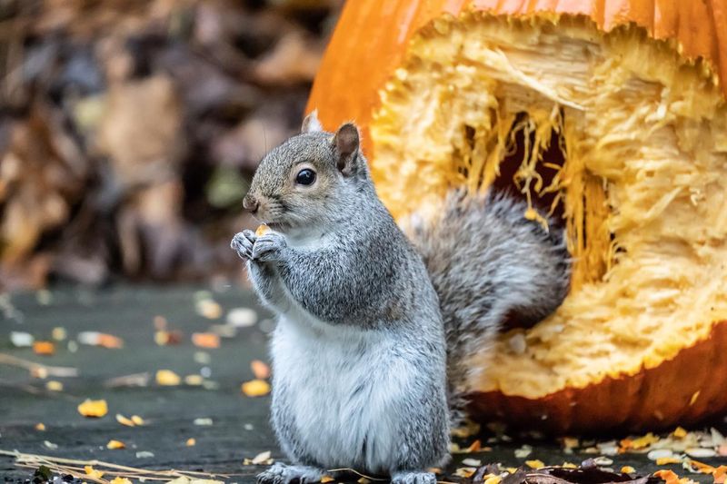 Fall Fattening Season Drives The Snacking Fall Fattening Season Drives The Snacking
