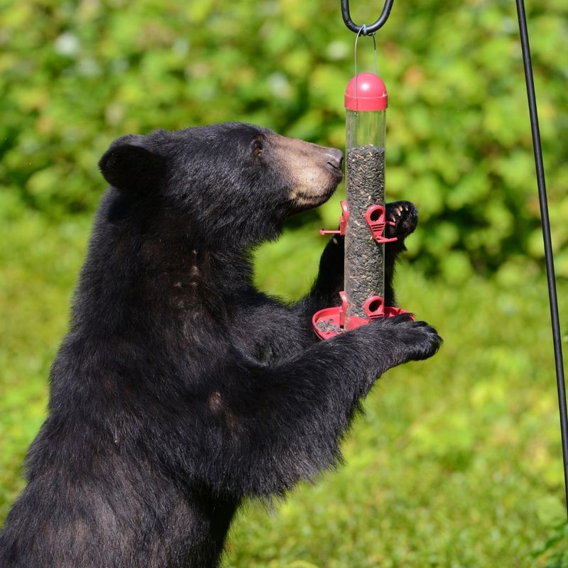Fall Feeding Makes An Easy Backyard Meal Hard To Ignore Fall Feeding Makes An Easy Backyard Meal Hard To Ignore