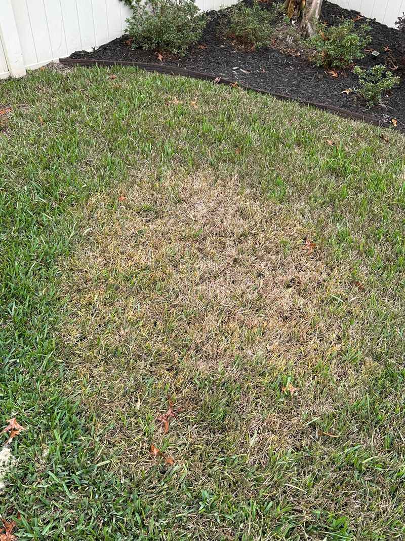 Fall Feeding With Ammonium Sulfate Helps Fall Feeding With Ammonium Sulfate Helps