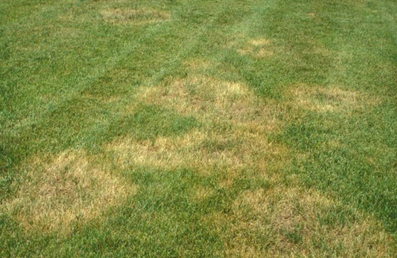 Fall Fixes Help Grass Beat Summer Stress