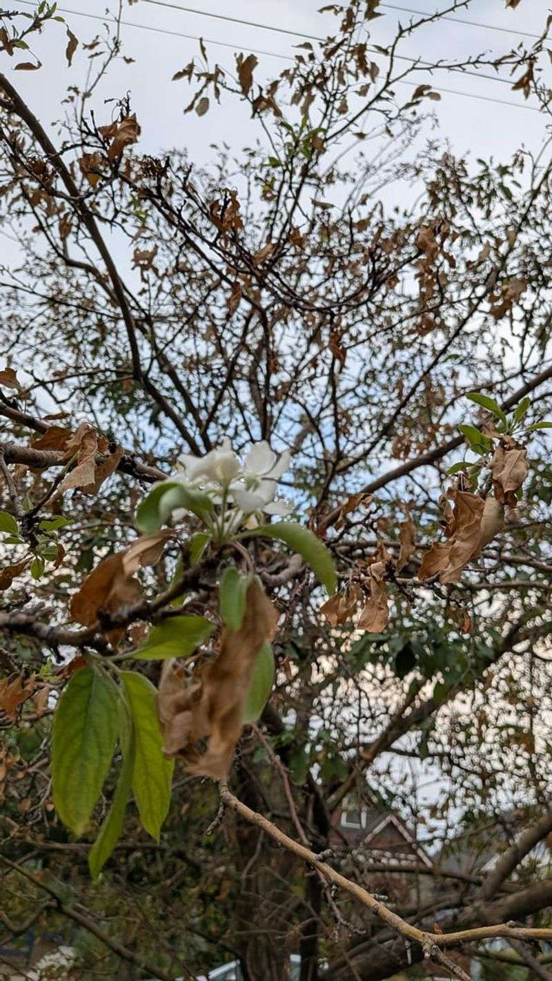 Fall Flowers On Other Cherries Can Signal Summer Stress