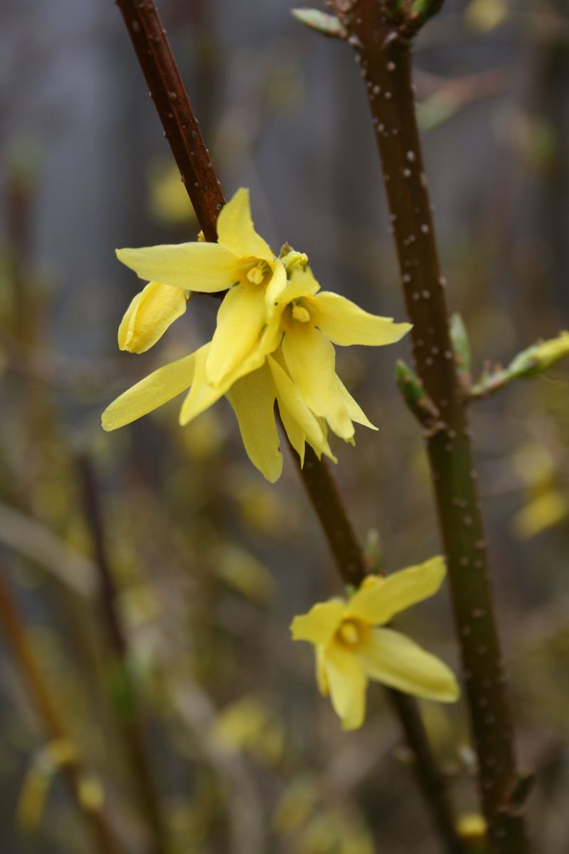 Fall Flowers On Spring Shrubs Mean Fewer Blooms Later Fall Flowers On Spring Shrubs Mean Fewer Blooms Later