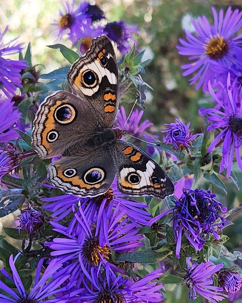 Fall Flowers Provide Nectar For The Adults Fall Flowers Provide Nectar For The Adults
