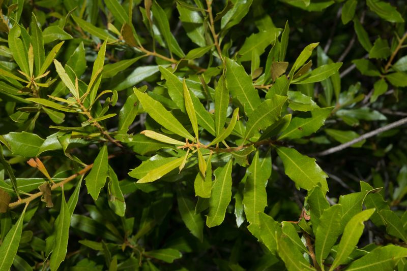Fall Gives New Shrubs Time To Establish Before Summer Heat Fall Gives New Shrubs Time To Establish Before Summer Heat