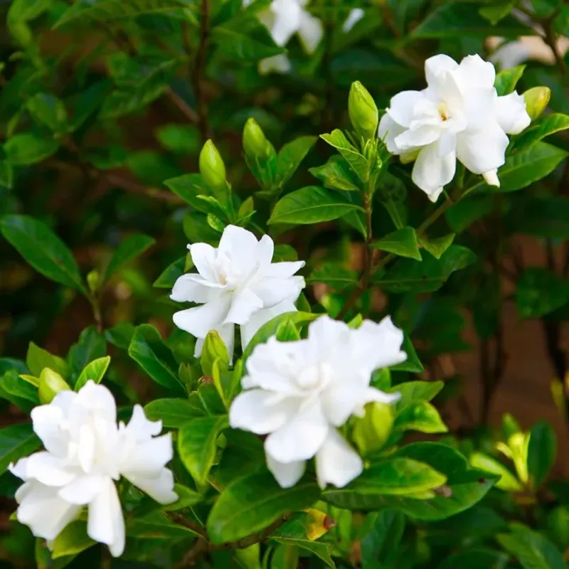 Fall Habits Keep Next Year's Blooms Strong Fall Habits Keep Next Year's Blooms Strong