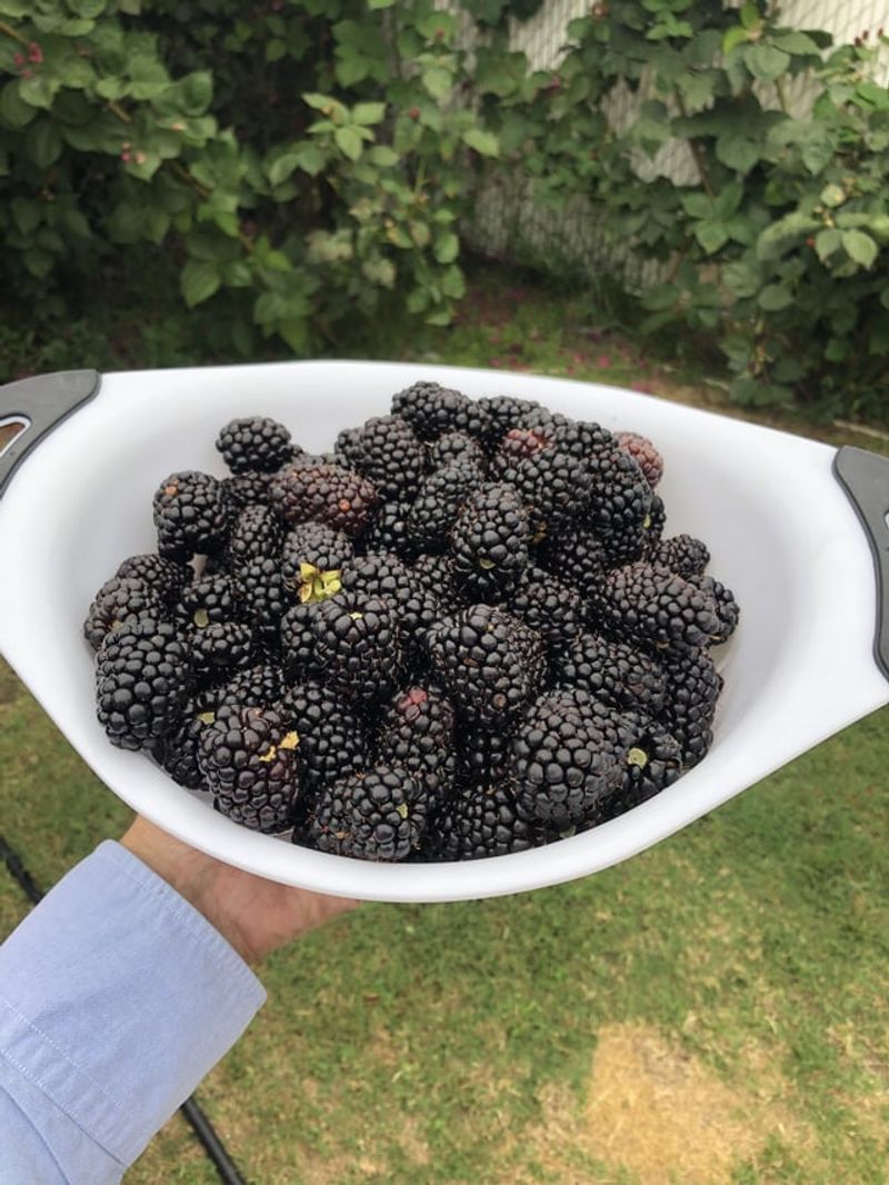 Fall Harvest Continues Until Cold Weather Stops Growth Fall Harvest Continues Until Cold Weather Stops Growth