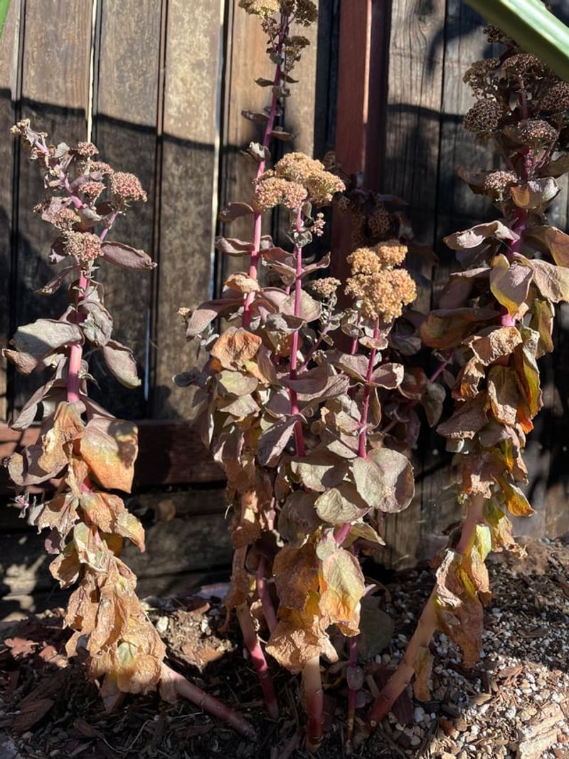 Fall Heat Often Comes Along With Them