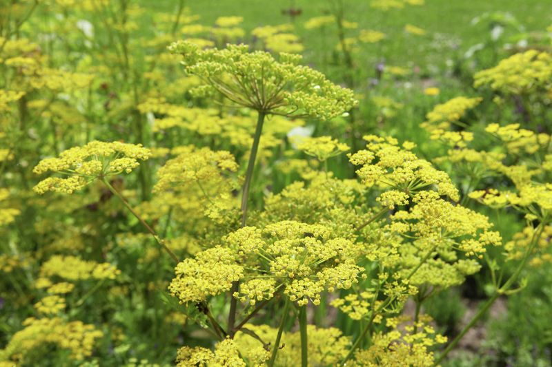 Fall Herbicide Timing Works Better Than Spring Fall Herbicide Timing Works Better Than Spring