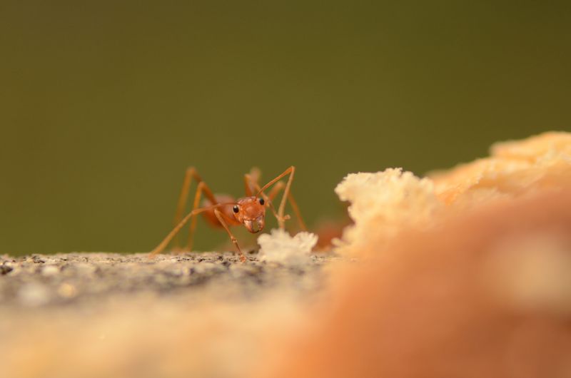 Fall Hunger Sends Them Hunting For Crumbs