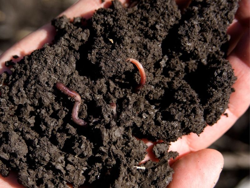Fall Is A Busy Season For Earthworms