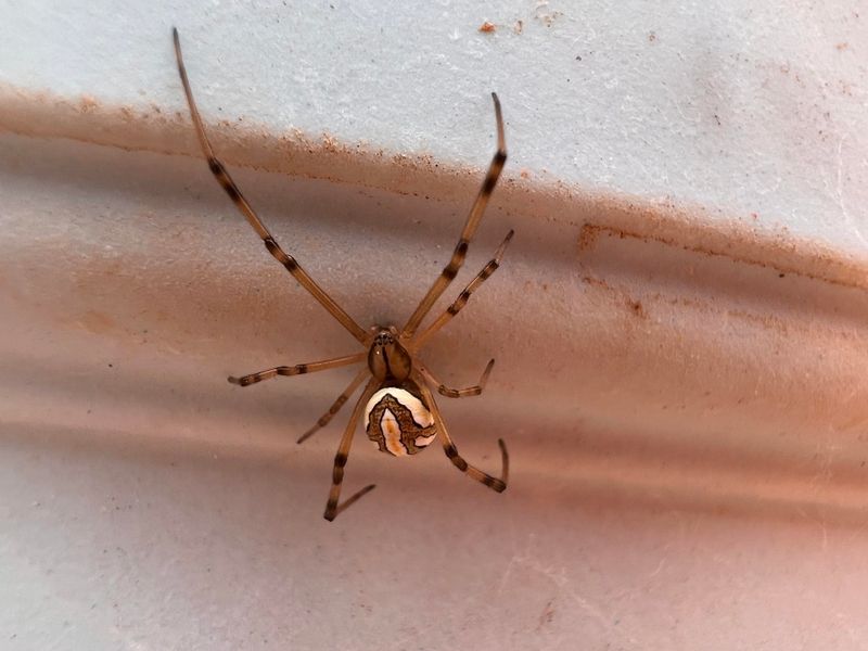 Fall Is A Busy Season For Egg Sac Building