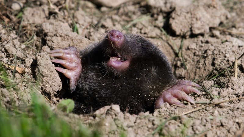 Fall Is A Good Time To Make Peace With Your Moles Fall Is A Good Time To Make Peace With Your Moles