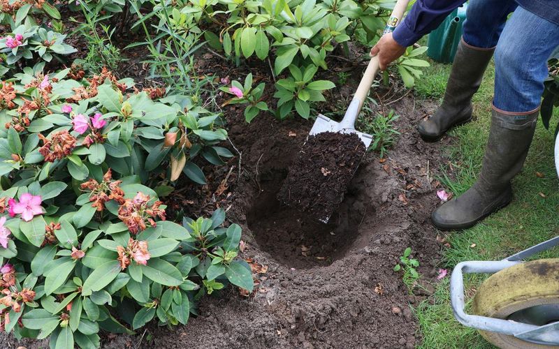 Fall Is A Great Time To Plant New Ones