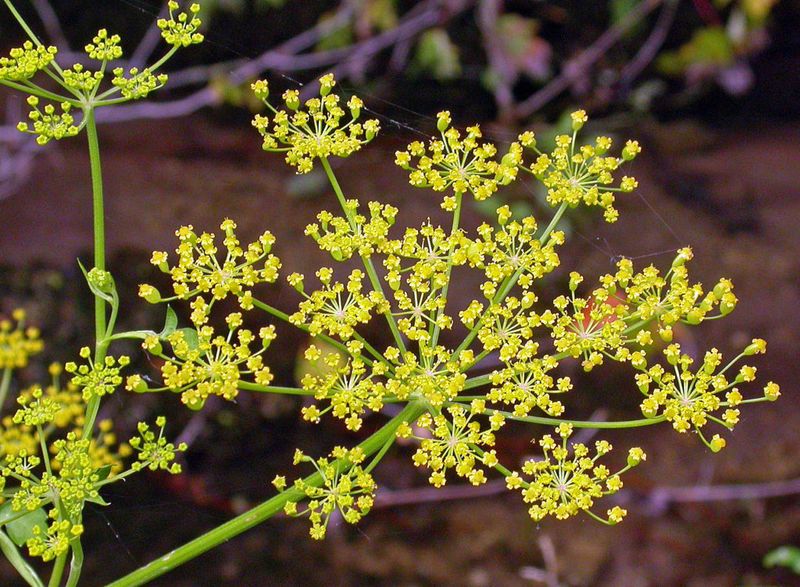 Fall Is Actually The Best Time To Find Wild Parsnip In Michigan Fall Is Actually The Best Time To Find Wild Parsnip In Michigan