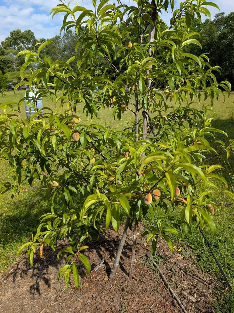 Fall Is An Important Time To Look For Signs Of Infestation Fall Is An Important Time To Look For Signs Of Infestation